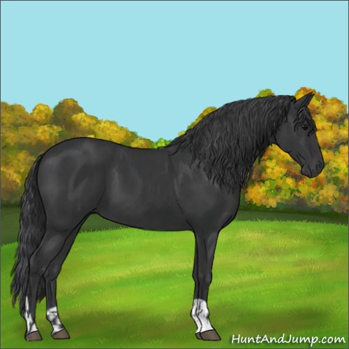 Horse Color:Black  and Black 