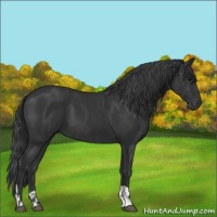 Horse Color:Black and Black