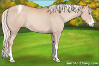 Horse Color:Silver Classic Champagne Sabino Appaloosa 