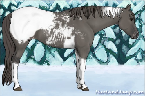 Horse Color:Grullo Tobiano Varnish
