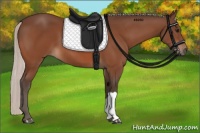 Horse Color:Silver Bay 