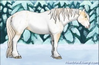 Horse Color:White Spotted Gold Cream Champagne Dun Appaloosa 