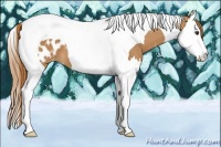 Horse Color:Chestnut Splash Tobiano Appaloosa 