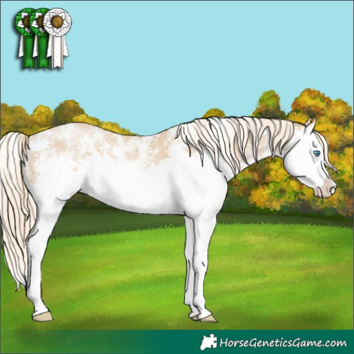 Horse Color:Palomino Pearl Sabino Splash 
