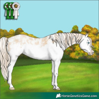 Horse Color:Palomino Pearl Sabino Splash 