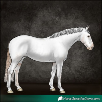 Horse Color:Chestnut Appaloosa 
