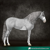 Horse Color:Black Appaloosa