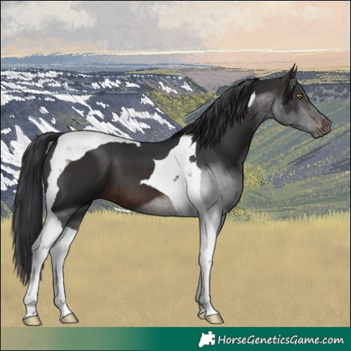Horse Color:Brown Tobiano 