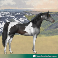 Horse Color:Brown Tobiano 