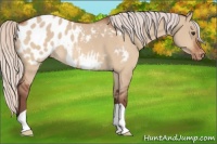 Horse Color:Chocolate Silver Bay Dun Appaloosa 