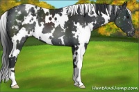 Horse Color:White Spotted Black Appaloosa 