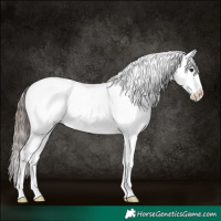 Horse Color:Black Splash Tobiano Appaloosa 