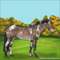 Horse Color:White Spotted Brown Dun