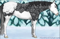 Horse Color:Black Ice Splash Appaloosa 