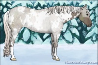Horse Color:White Spotted Silver Grullo Roan Rabicano 