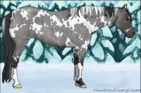 Horse Color:White Spotted Blue Roan 