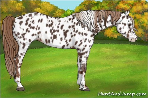 Horse Color:Liver Chestnut Sabino Splash Appaloosa  and Liver Chestnut Sabino Splash Appaloosa 