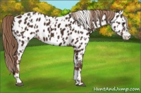 Horse Color:Liver Chestnut Sabino Splash Appaloosa  and Liver Chestnut Sabino Splash Appaloosa 