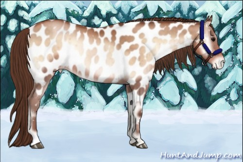 Horse Color:Brown Pearl Onyx Near Leopard Rabicano Brindle 