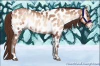 Horse Color:Brown Pearl Onyx Near Leopard Rabicano Brindle