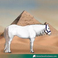 Horse Color:Bay Onyx Near Leopard