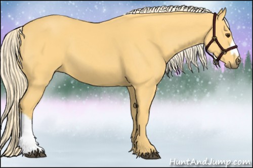 Horse Color:Palomino