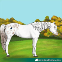 Horse Color:Bay Sabino Splash Appaloosa and Amber Champagne Sabino Splash Appaloosa