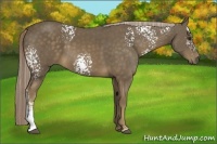 Horse Color:White Spotted Chocolate Palomino