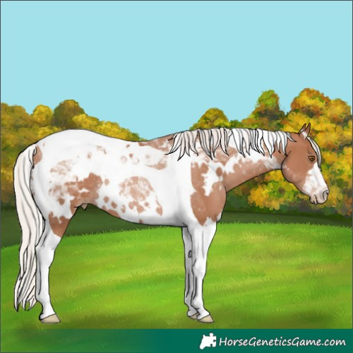 Horse Color:White Spotted Silver Black Pearl Tobiano Rabicano