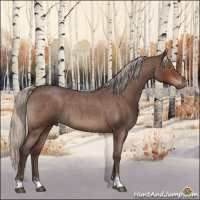 Horse Color:Silver Brown Roan Sabino 