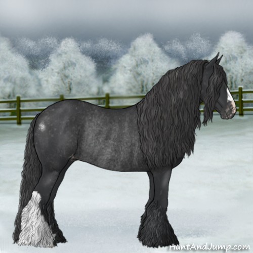 Horse Color:Black Appaloosa Rabicano 