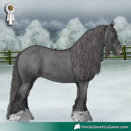 Horse Color:Black Appaloosa Rabicano 