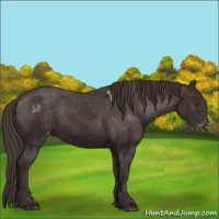 Horse Color:Liver Chestnut Appaloosa 