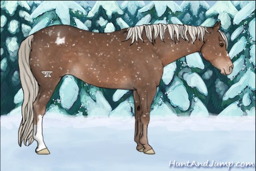 Horse Color:Liver Chestnut Mushroom Appaloosa