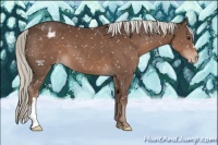 Horse Color:Liver Chestnut Mushroom Appaloosa 