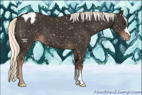 Horse Color:Liver Chestnut Mushroom Appaloosa
