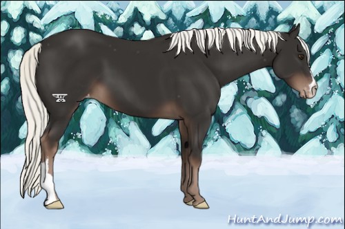 Horse Color:Liver Chestnut Mushroom Varnish 