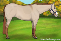 Horse Color:Red Dun Splash 