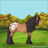 Horse Color:Bay Appaloosa 