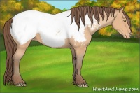 Horse Color:Amber Champagne Appaloosa 