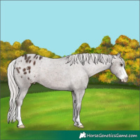 Horse Color:Silver Brown Mushroom Sabino Appaloosa