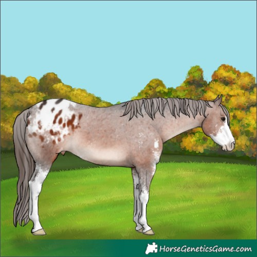 Horse Color:Brown Mushroom Sabino Appaloosa 