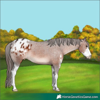Horse Color:Brown Mushroom Sabino Appaloosa 
