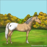 Horse Color:Silver Buckskin Dun Snowflake Varnish