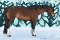 Horse Color:Brown Tobiano 