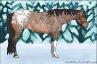 Horse Color:Bay Ice Roan Appaloosa 