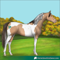Horse Color:Amber Champagne Tobiano 