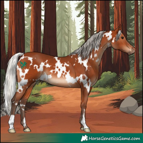 Horse Color:White Spotted Silver Bay