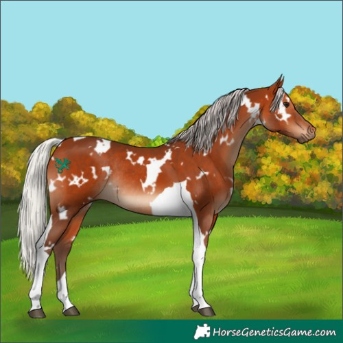 Horse Color:White Spotted Silver Bay Tobiano Rabicano 
