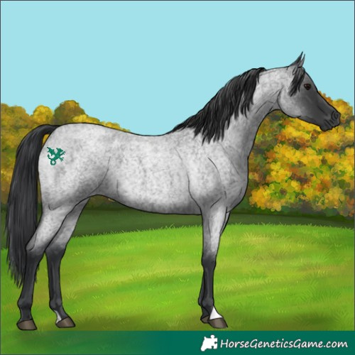 Horse Color:Blue Roan 